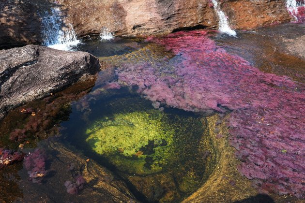 caño cristales flickr (3) caño cristales flickr (3)