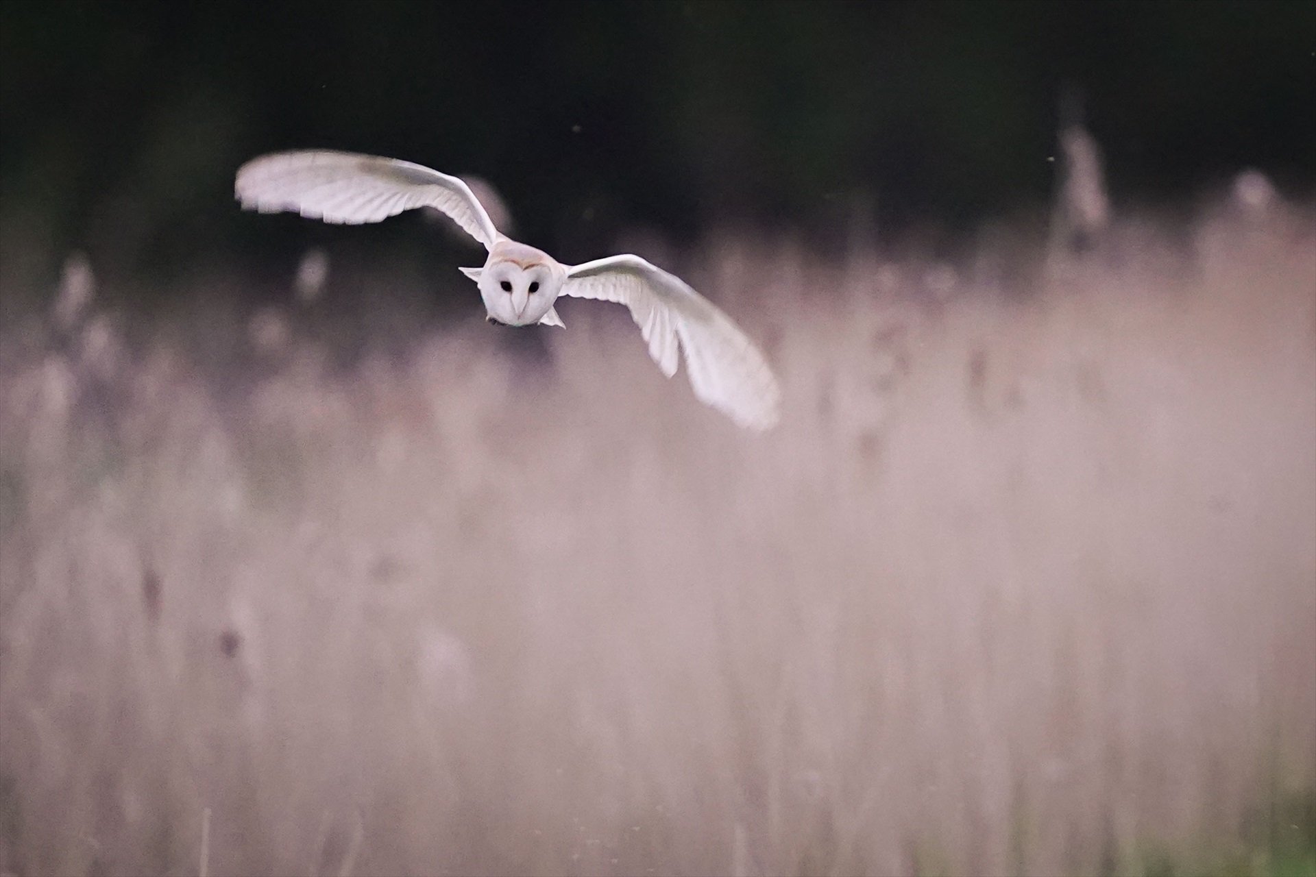 Somerset (Reino Unido)