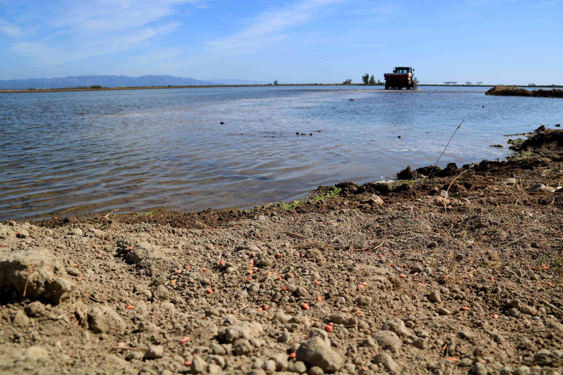 La CHE mantendrá la mitad de la dotación de agua para los regantes del Delta hasta finales de julio