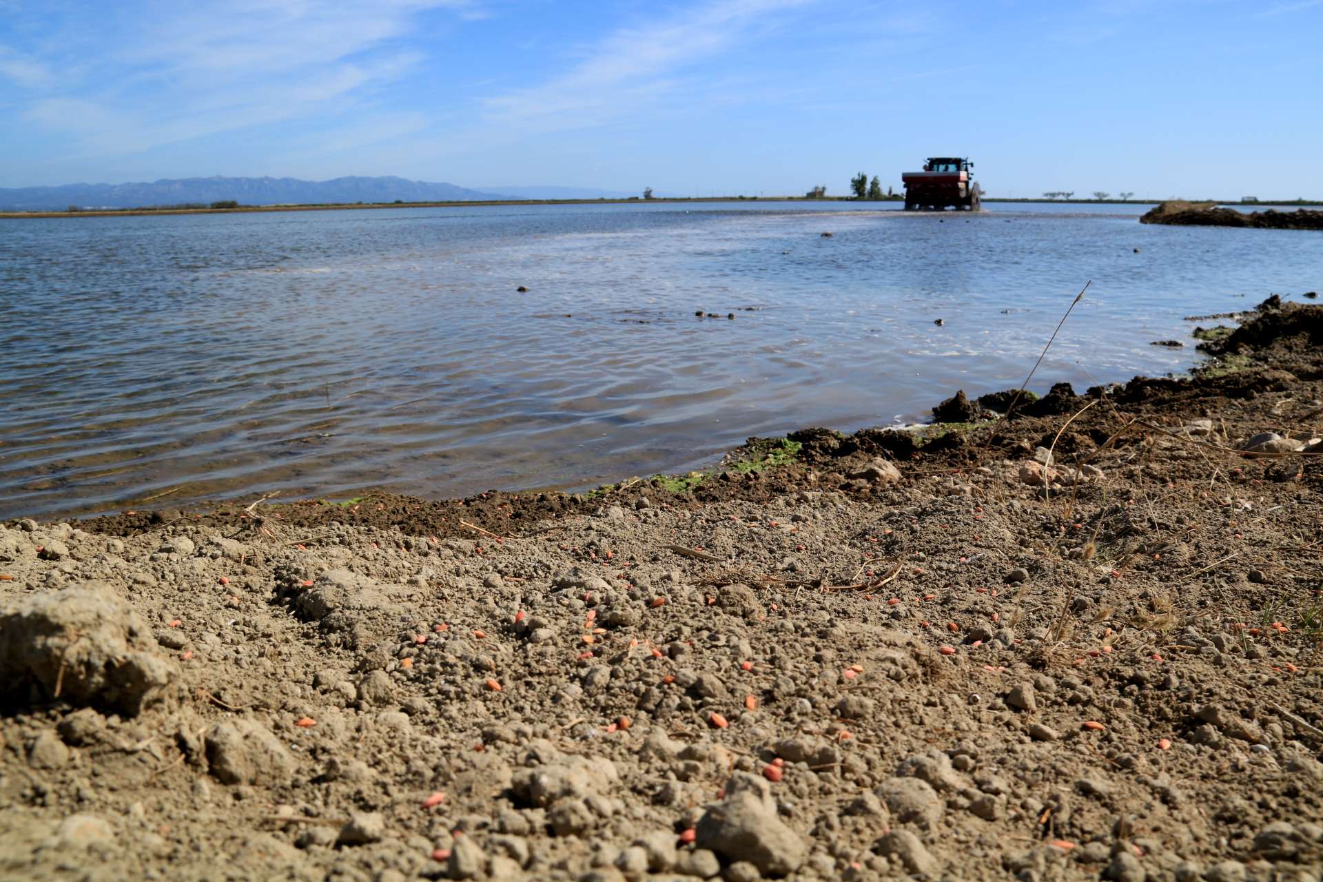 La CHE mantindrà la meitat de la dotació d'aigua per als regants del Delta fins a finals de juliol
