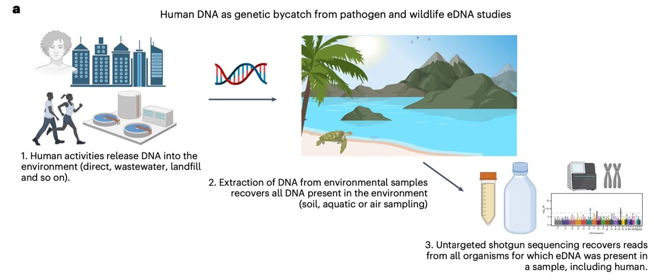 Imatge que mostra com els humans anem alliberant DNA directament a l’ambient. Aquest eDNA pot ser recollit de mostres ambientals, i analitzat (extreta de Whitmore et al. 2023).