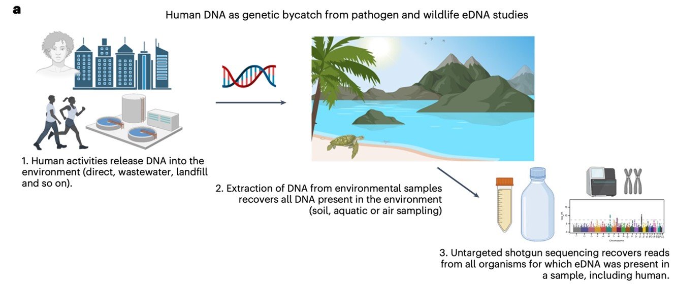 Imagen que muestra cómo los humanos vamos liberando DNA directamente al ambiente. Este eDNA puede ser recogido de muestras ambientales, y analizado (extraída de Whitmore et al. 2023). Imagen que muestra cómo los humanos vamos liberando DNA directamente al ambiente. Este eDNA puede ser recogido de muestras ambientales, y analizado (extraída de Whitmore et al. 2023).