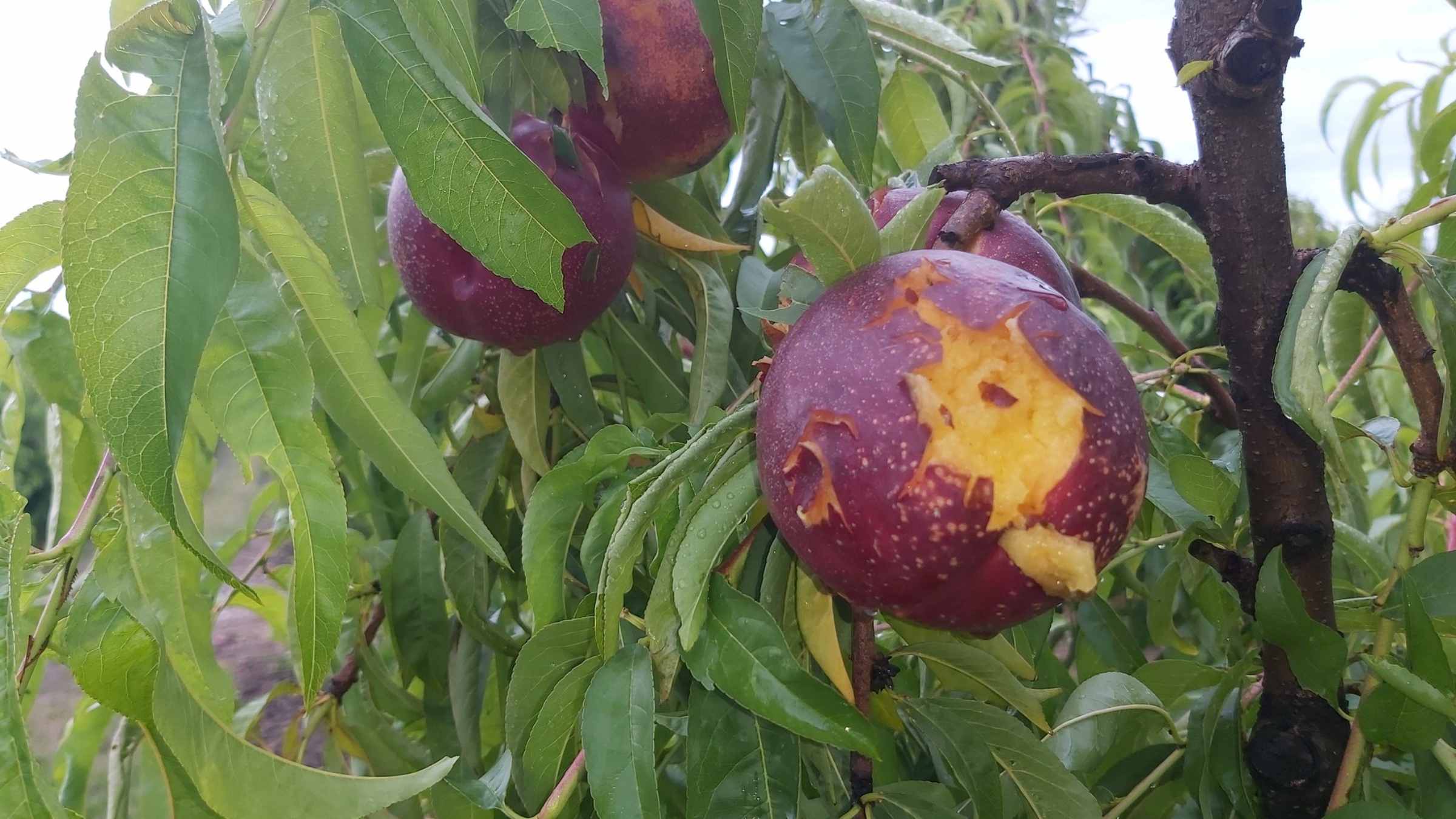 Pedregada devastadora pels arbres fruiters de Lleida el maig del 2020 / Twitter: @asajalleida Pedregada devastadora pels arbres fruiters de Lleida el maig del 2020 / Twitter: @asajalleida