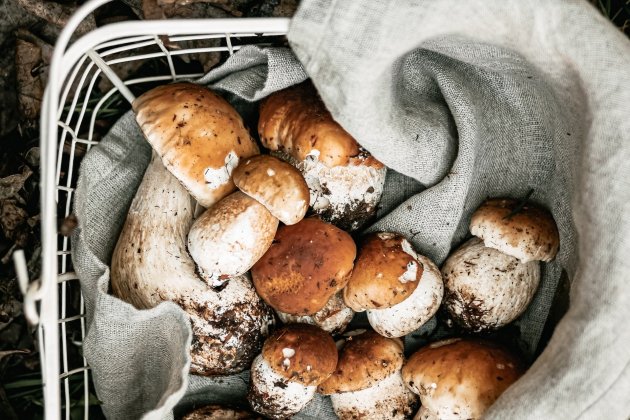 boletus boletus