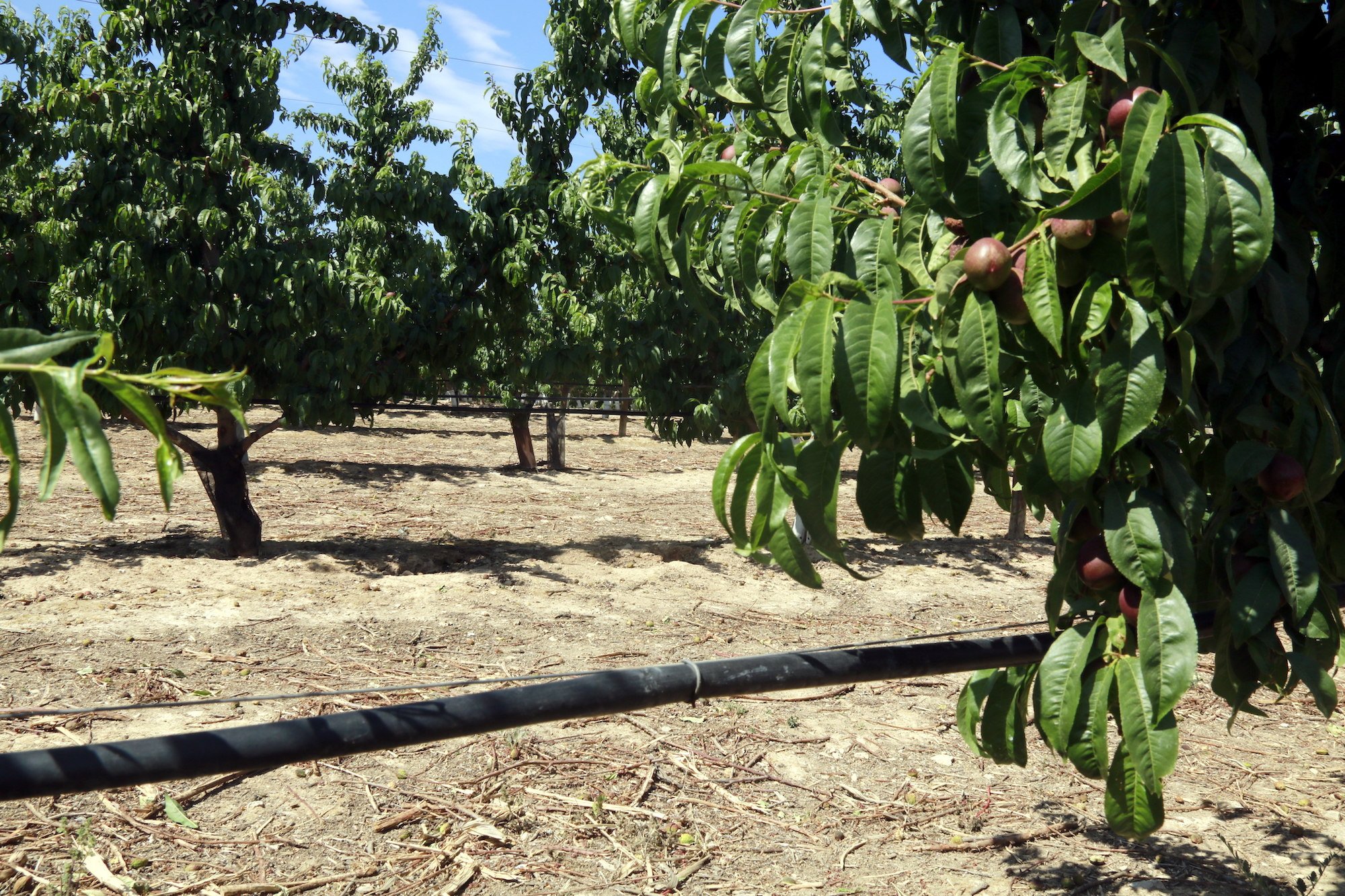 Los agricultores alertan de una bajada de la producción de fruta de hueso a causa de la sequía