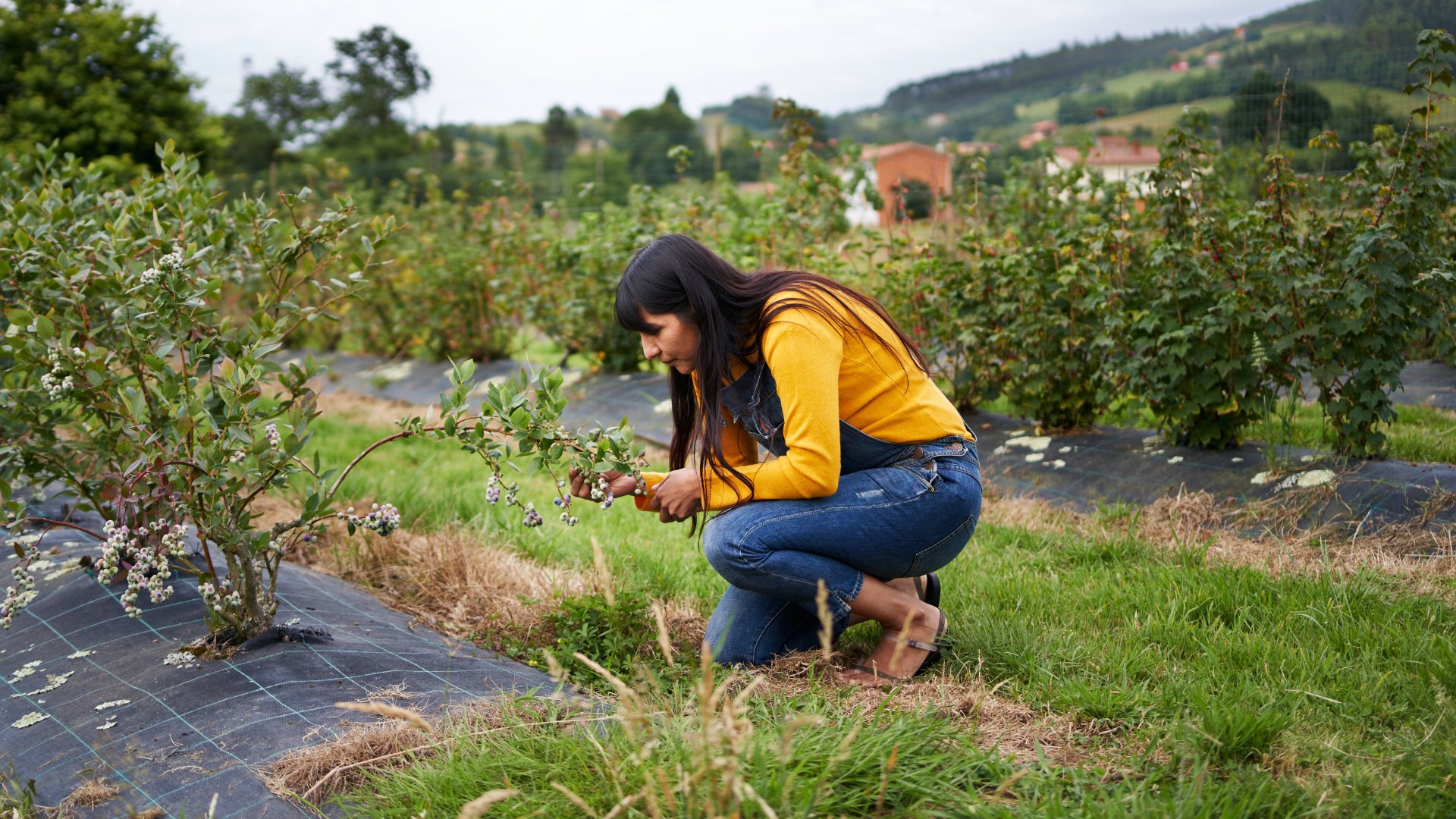 Què és l'agricultura regenerativa i com ajuda el planeta, el sòl i els agricultors