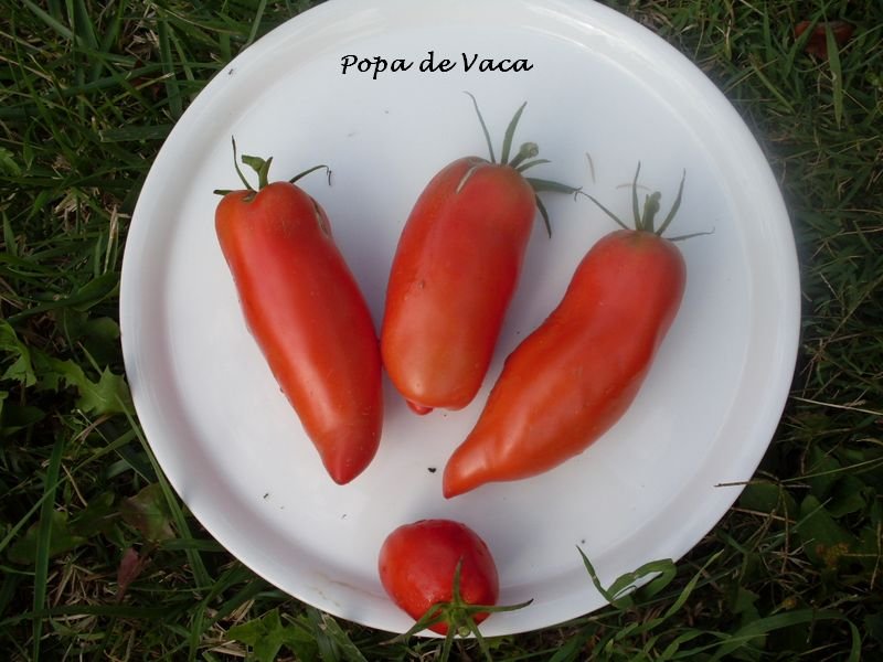 El Pallars Sobirà recupera dos variedades de tomate casi desaparecidas