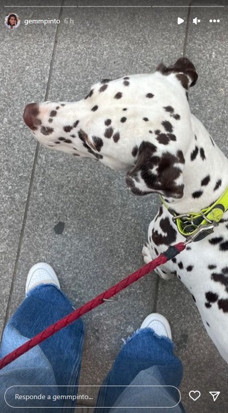 gema|yema pinto perro dalmata