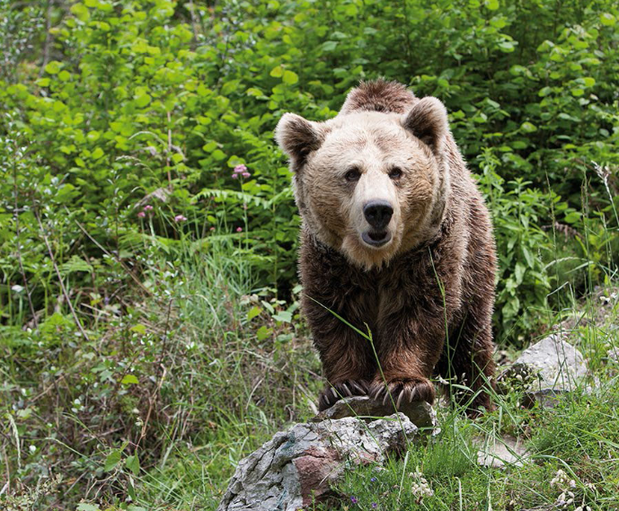 La población pirenaica de osos roza la cifra de ochenta