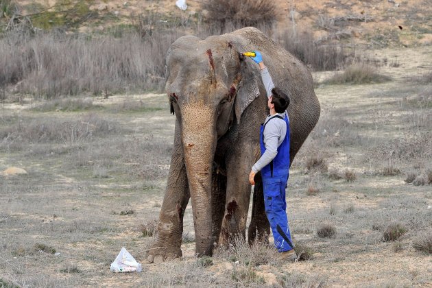 Elefant ferit Albacete EFE