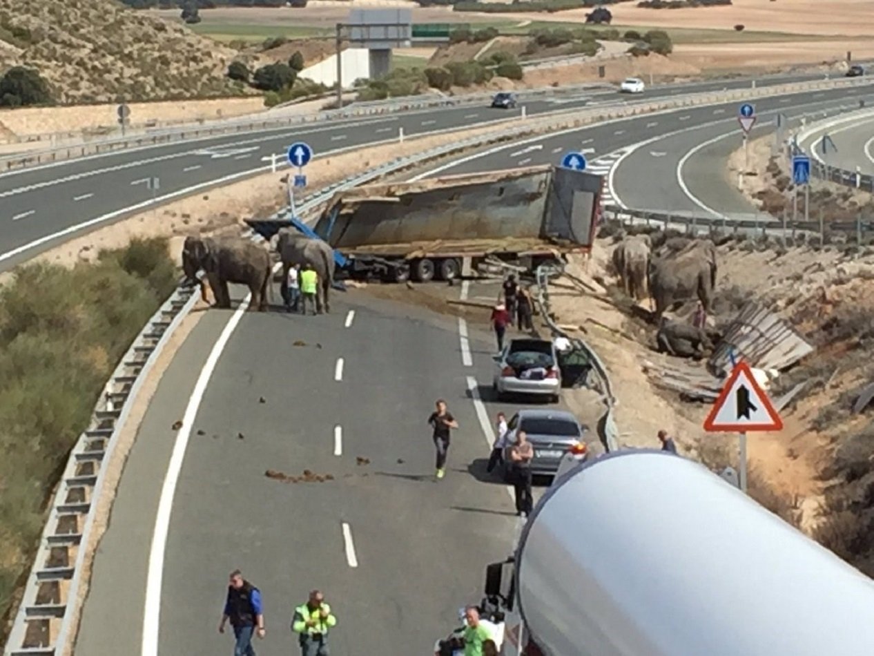 El Pacma estudia accions legals per l'accident d'elefants d'Albacete
