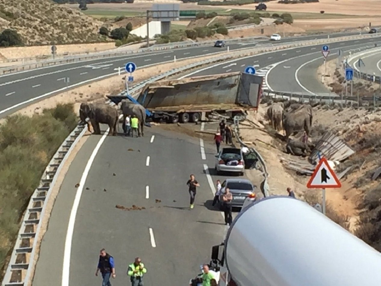 Pacma estudia acciones legales por el accidente de elefantes de Albacete