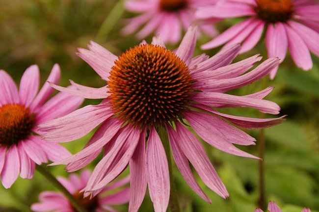 echinacea