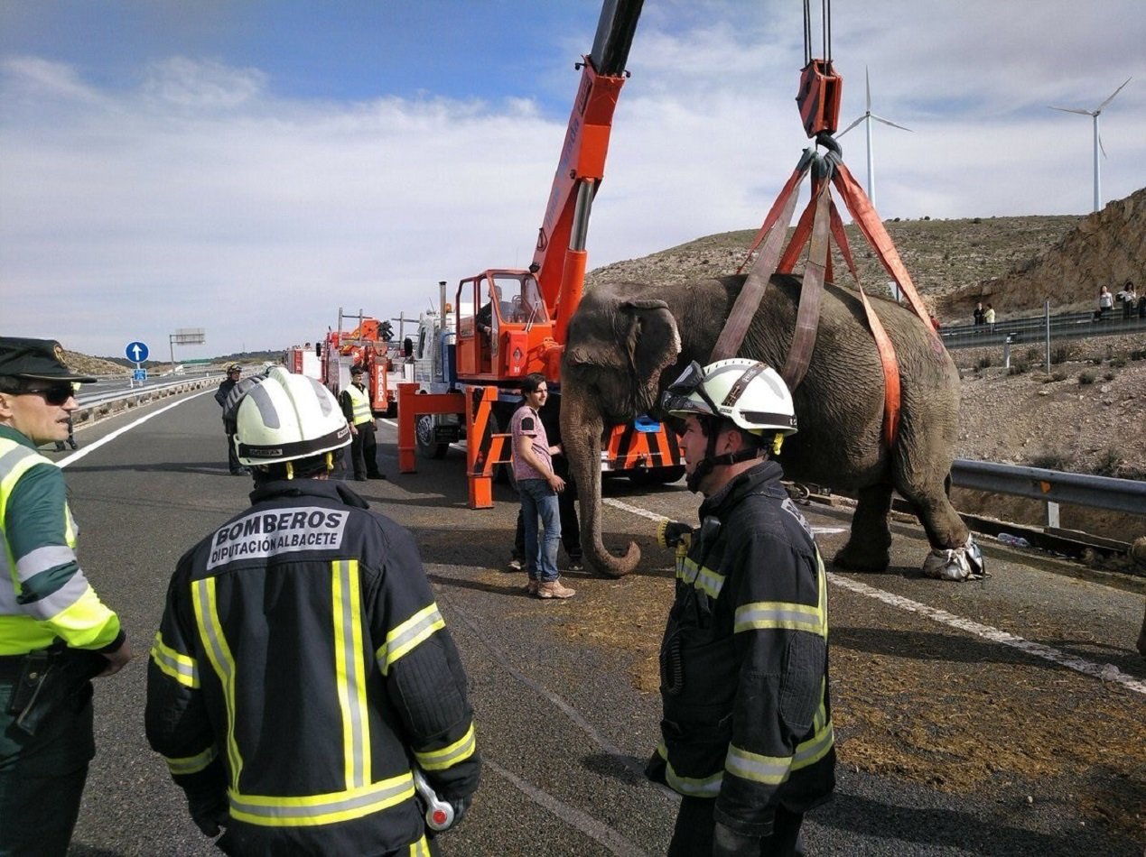 Pacma se concentra en Madrid "para pedir el fin de los circos con animales"