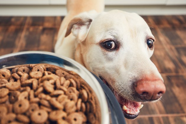 hundefutter mit hohem fleischanteil