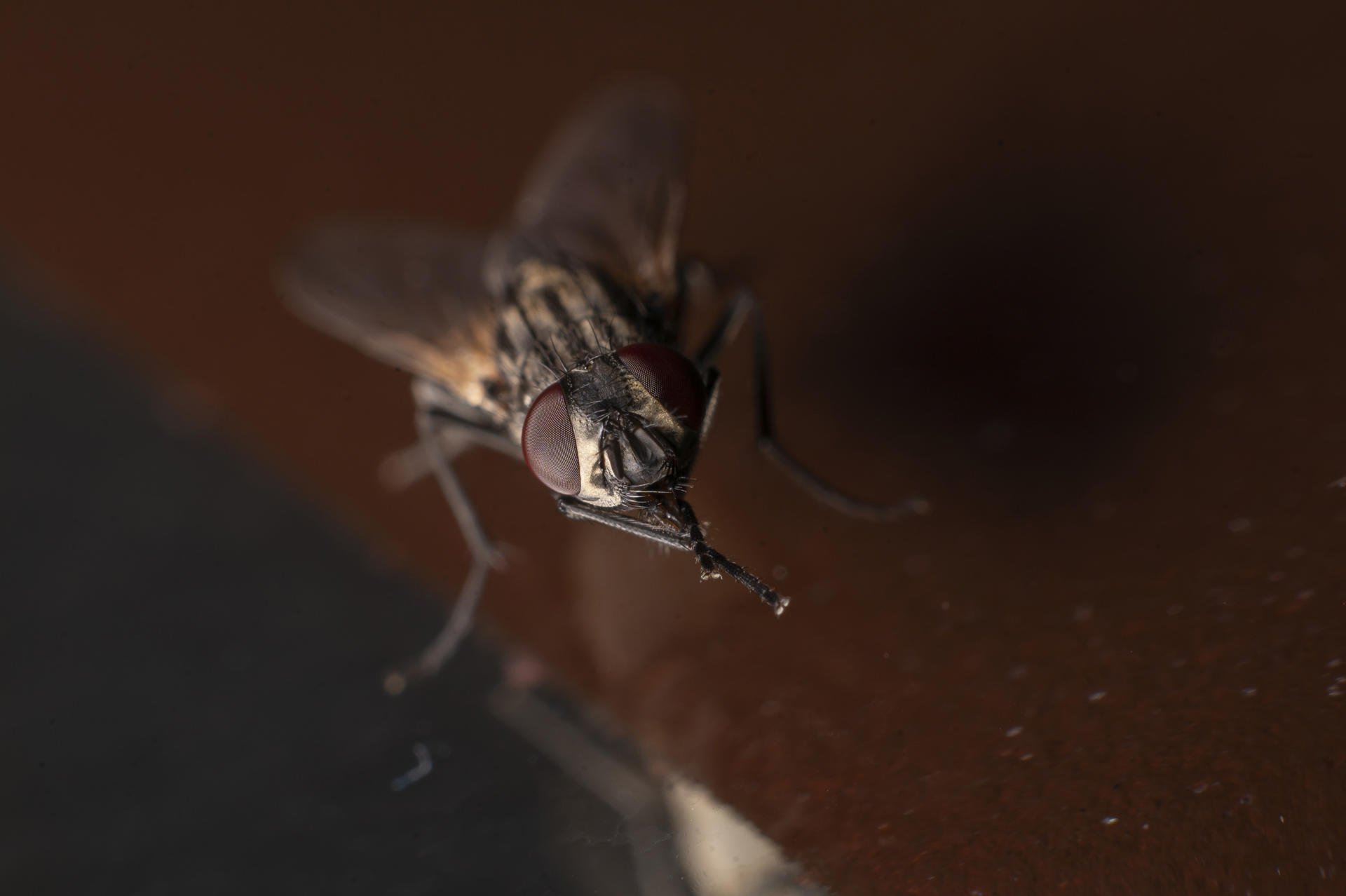 Hinojedo (Cantàbria)