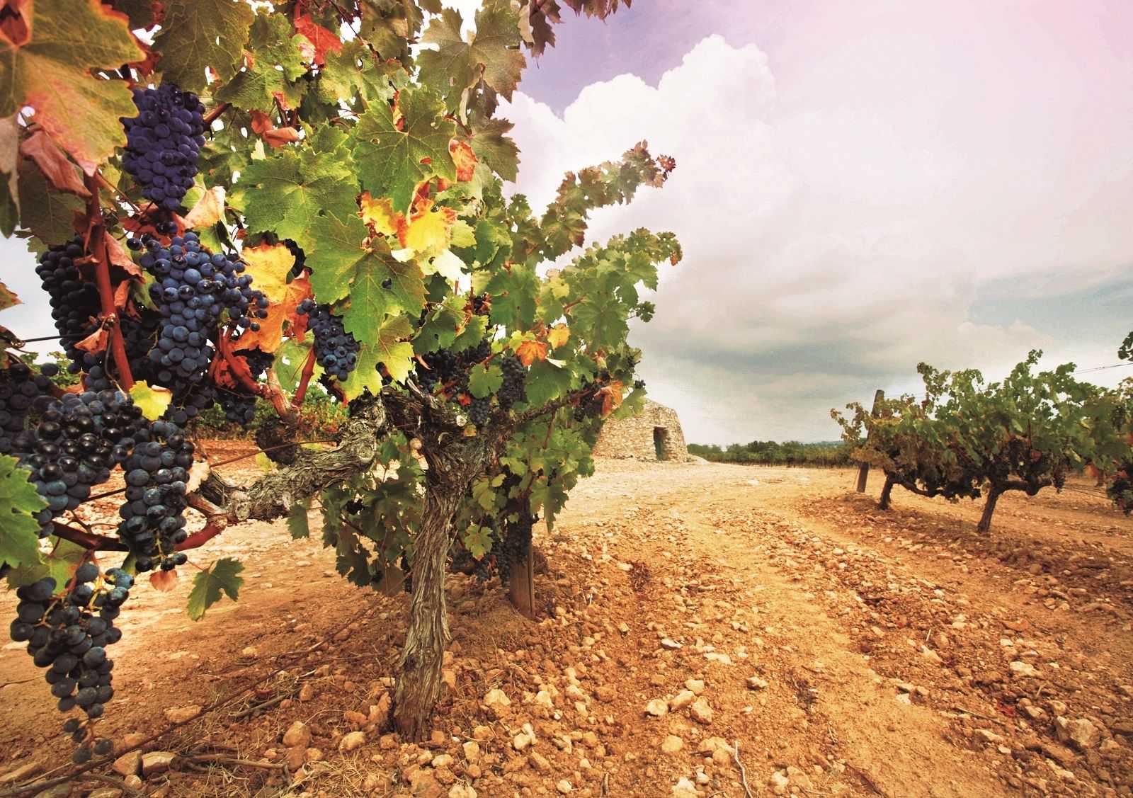 Baix Penedès y Garraf: Mar, viñedos y olivos