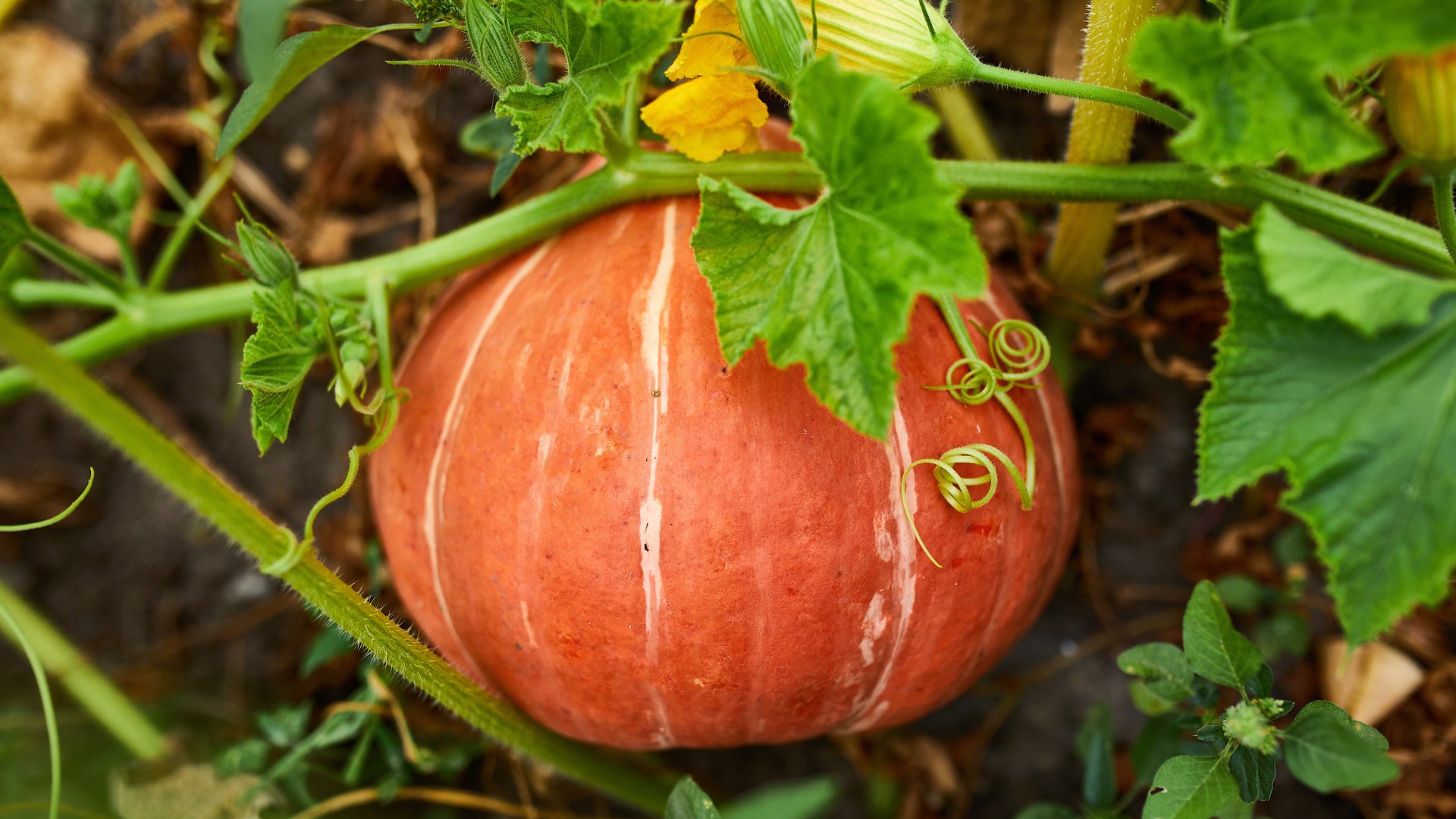 Cómo cultivar calabaza en el jardín con éxito: Todos los trucos que necesitas saber