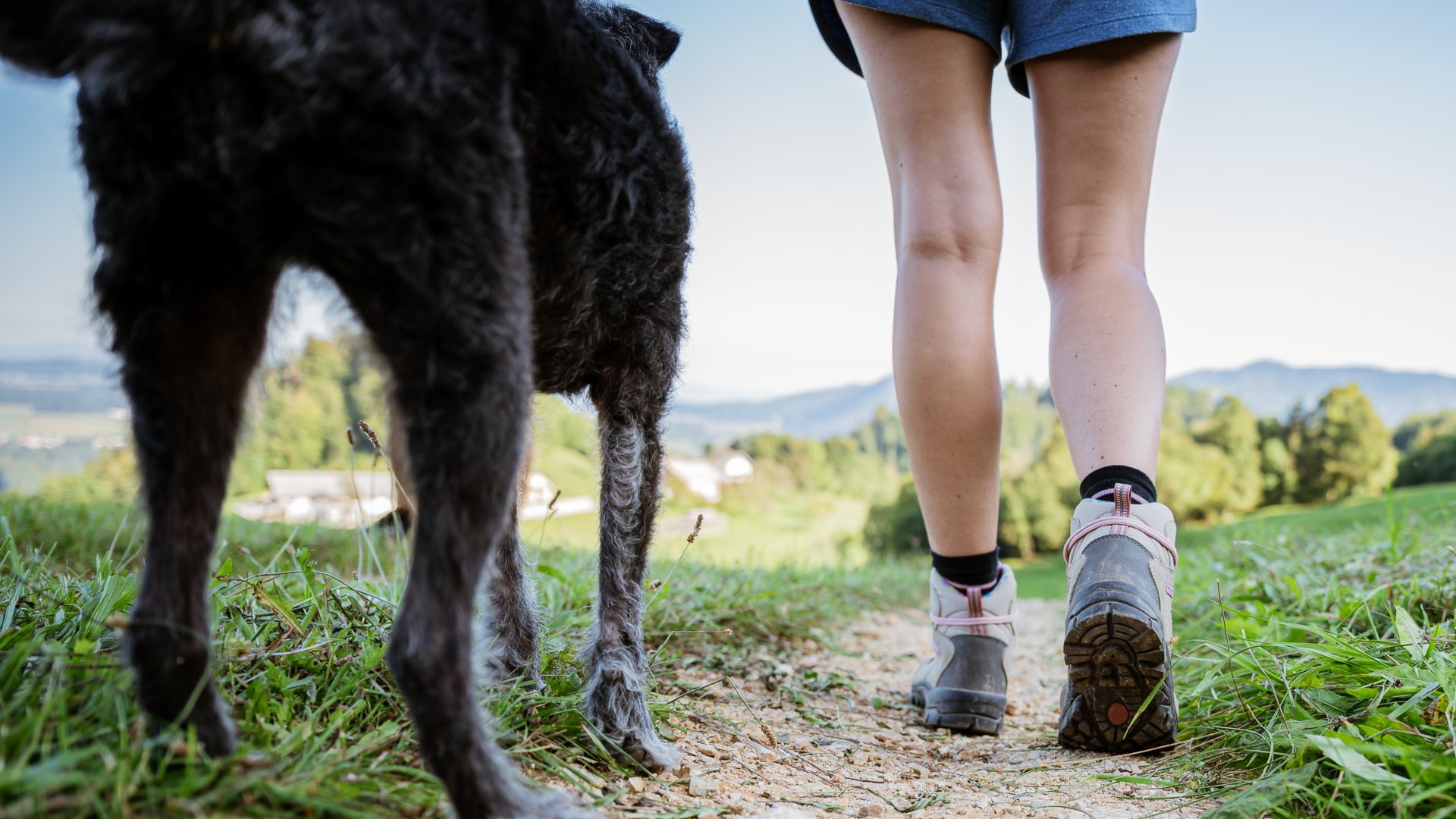 Las 5 mejores excursiones para hacer con perro en Barcelona y alrededores