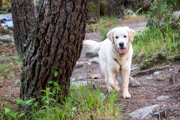 excursiones con perro barcelona 2