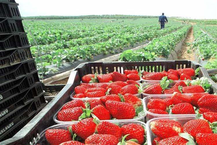 La plataforma alemana de activismo online Campact, contra las fresas españolas