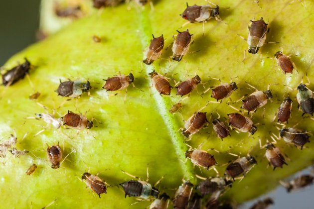 como tratar el pulgon de las plantas 2 como tratar el pulgon de las plantas 2