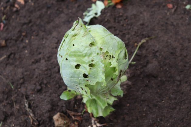 como tratar el pulgon de las plantas 1 como tratar el pulgon de las plantas 1