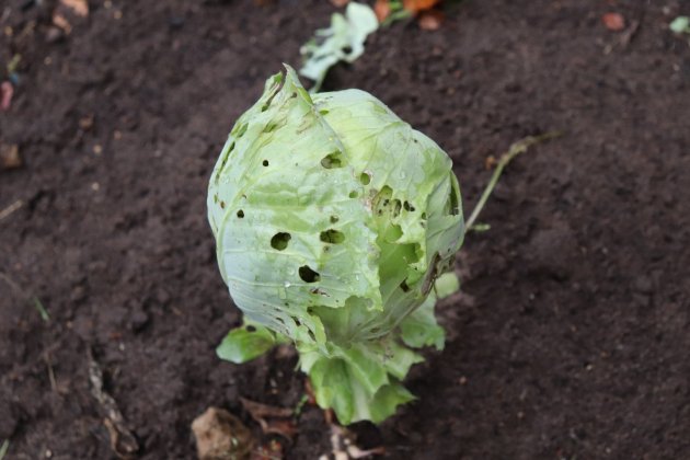 como tratar el pulgon de las plantas 1