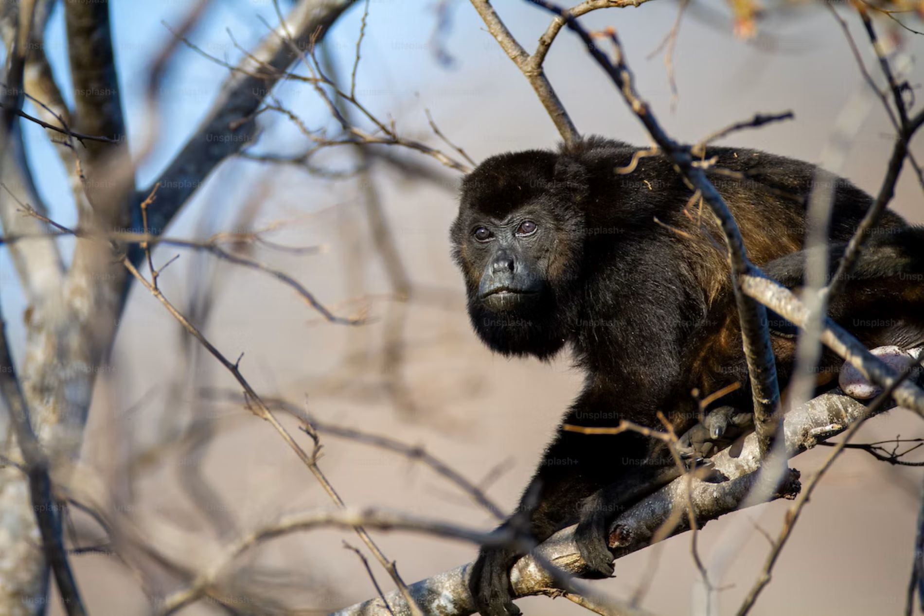 Avance científico catalán: el mayor catálogo de ADN de primates para entender cómo nacen las enfermedades