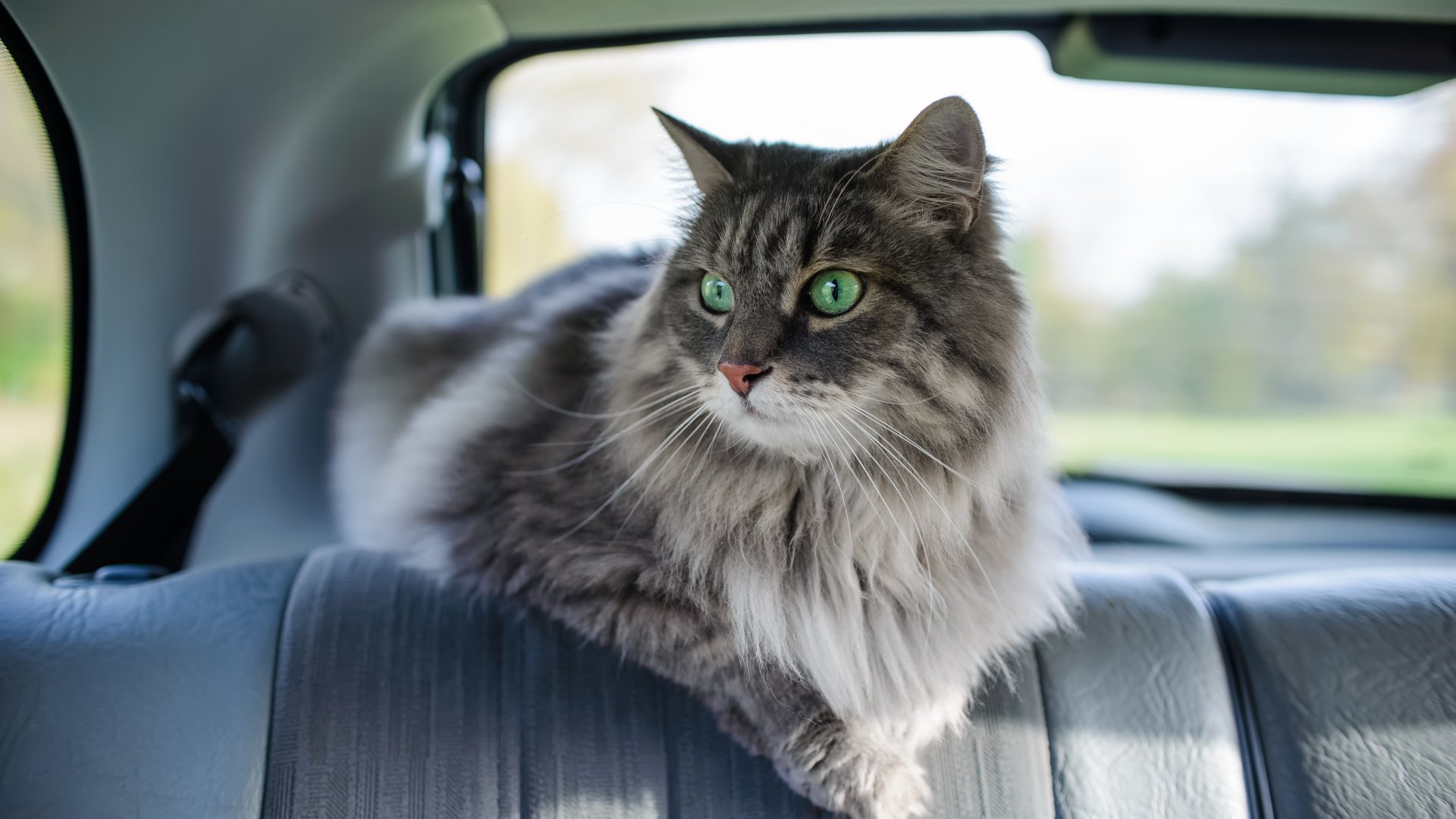 Com viatjar amb gat en cotxe i que no sigui un malson: 8 aspectes clau