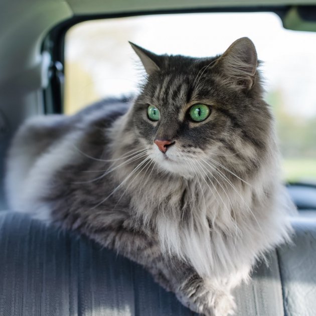 Viajar con un Gato en Coche