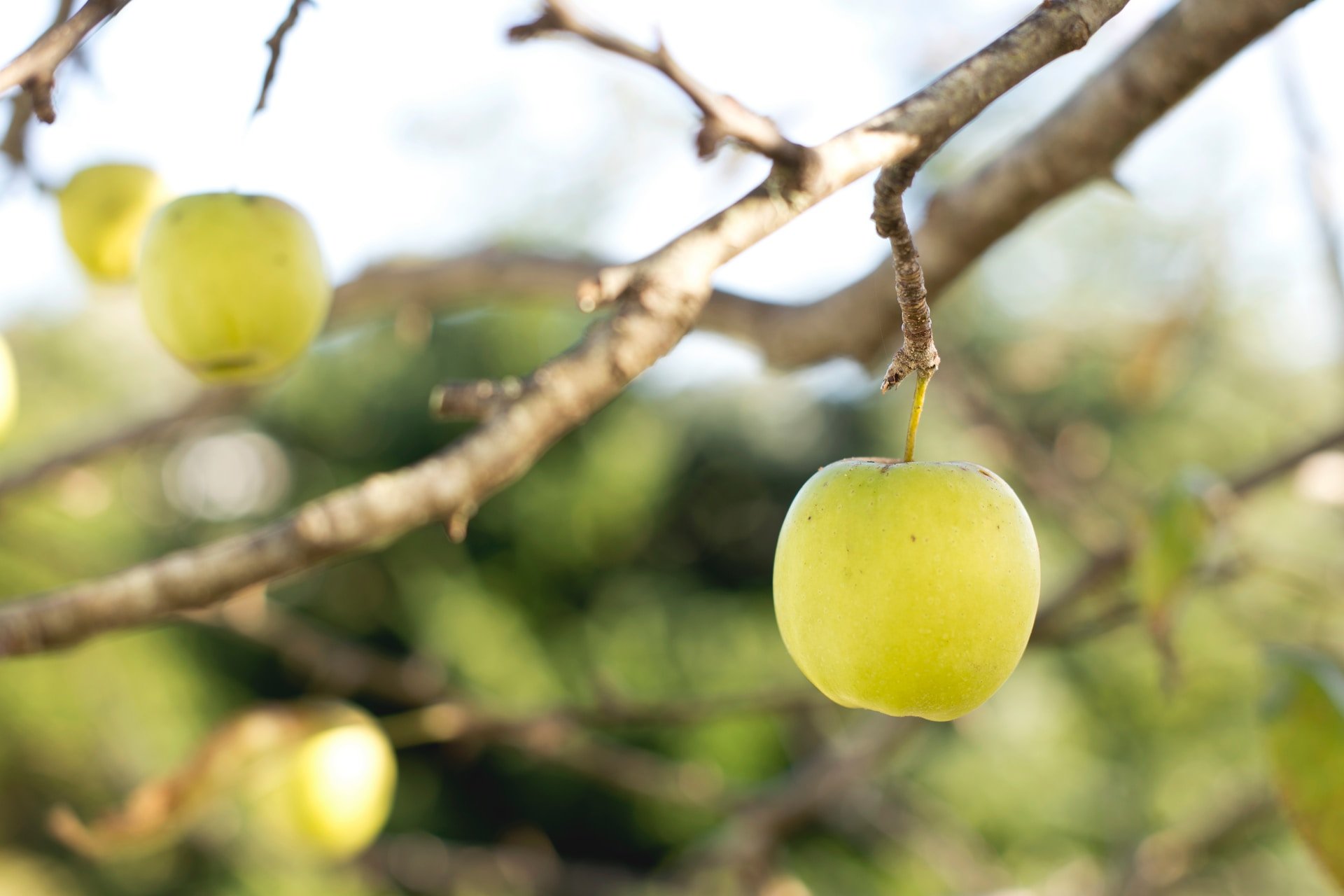 La manzana golden: qué tiene (y qué no) para ser una variedad única e irrepetible