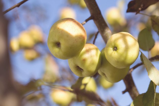 Manzana Golden