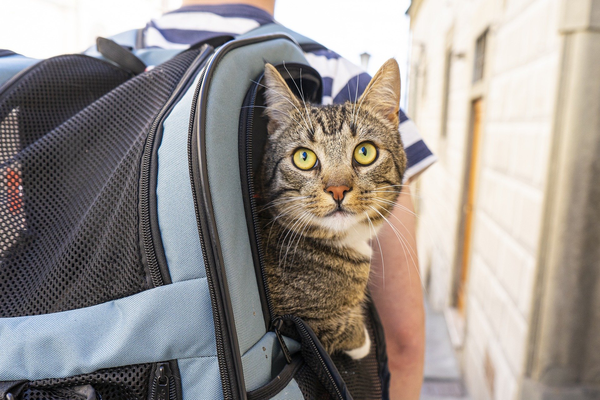 La mochila Pecute: la mejor opción para viajar con tu gato este verano