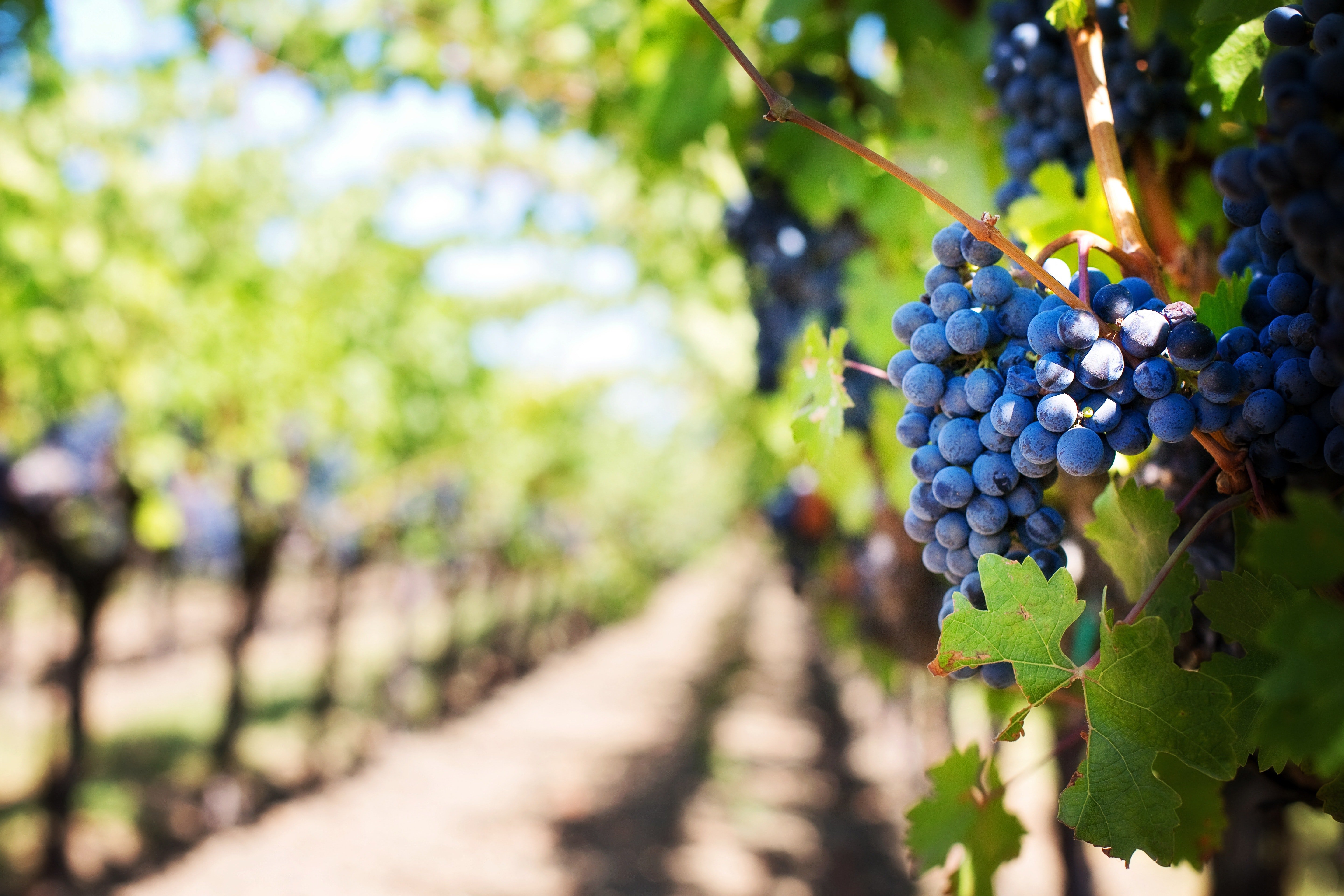 Hablemos sin tabús: hay zonas vinícolas beneficiadas por el cambio climático