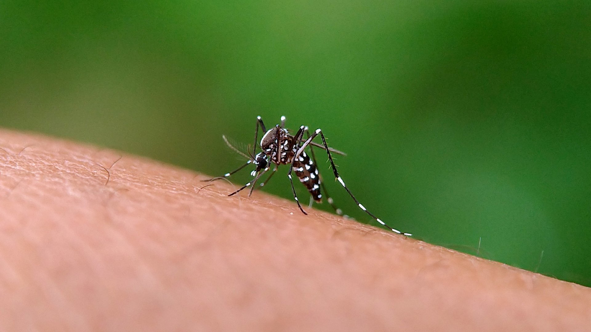 Guerra a los mosquitos: todas las claves para acabar con ellos en casa