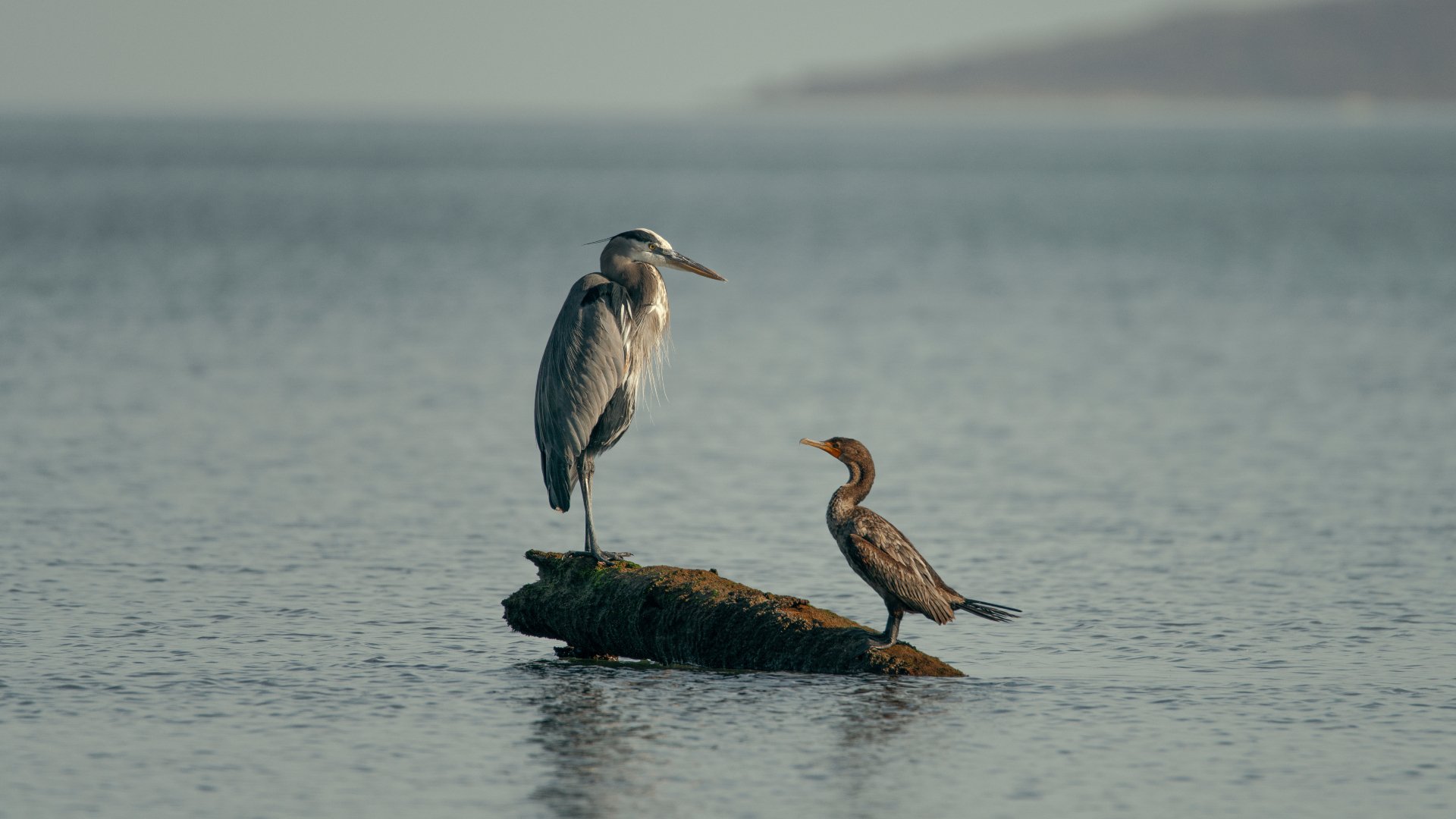 6 consejos para iniciarse en la observación de pájaros sin tropiezos