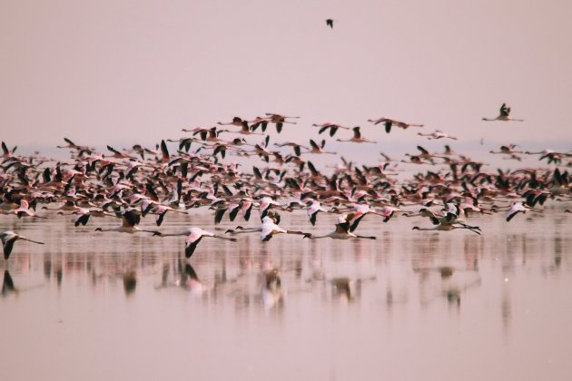 observacion de pajaros 4