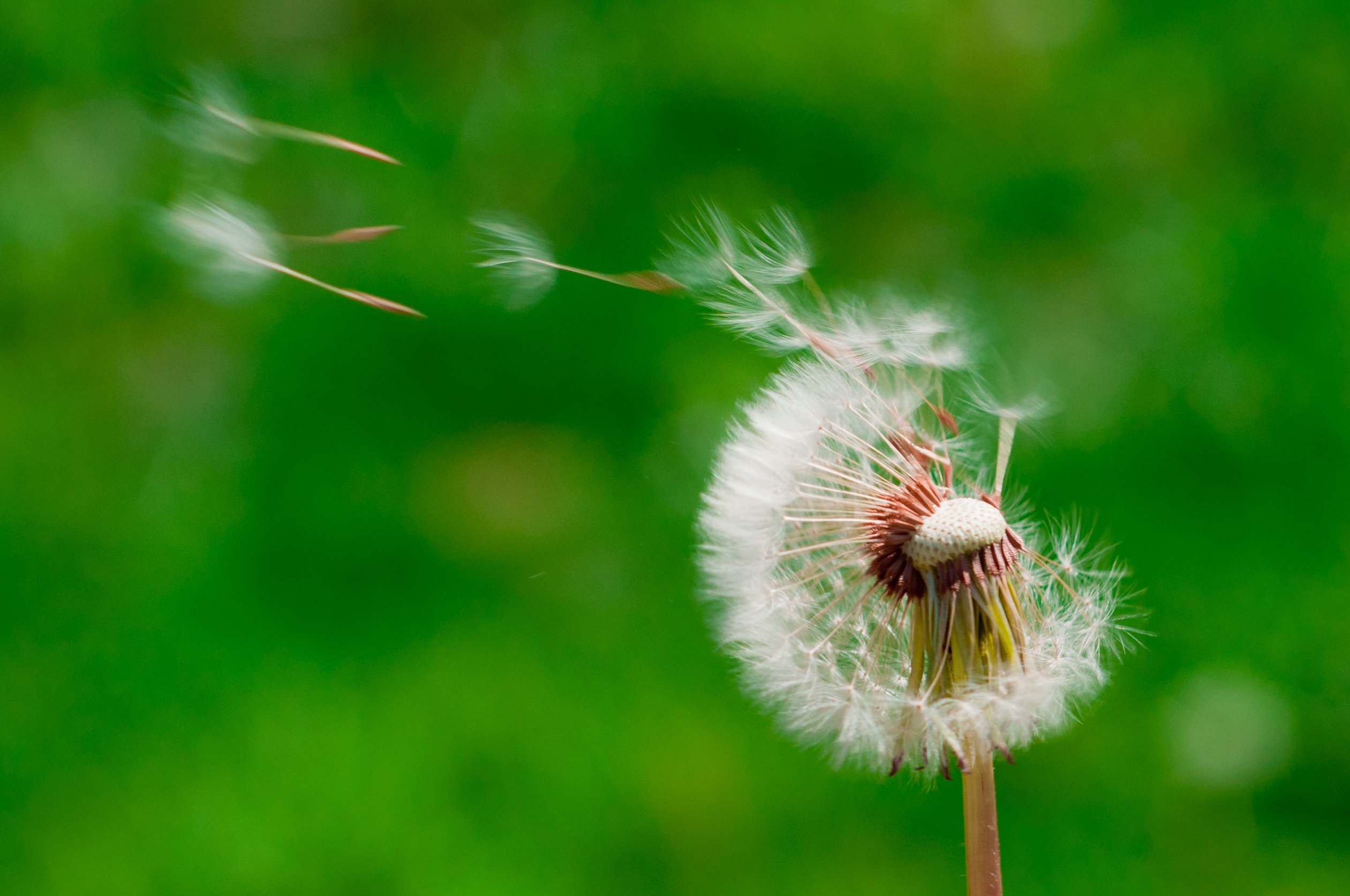 Al·lèrgia al pol·len: 8 consells per a aquesta primavera