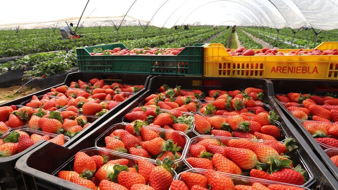 Fresas explotacion provincia Huelva 1658544845 152390282 667x375 Fresas explotacion provincia Huelva 1658544845 152390282 667x375