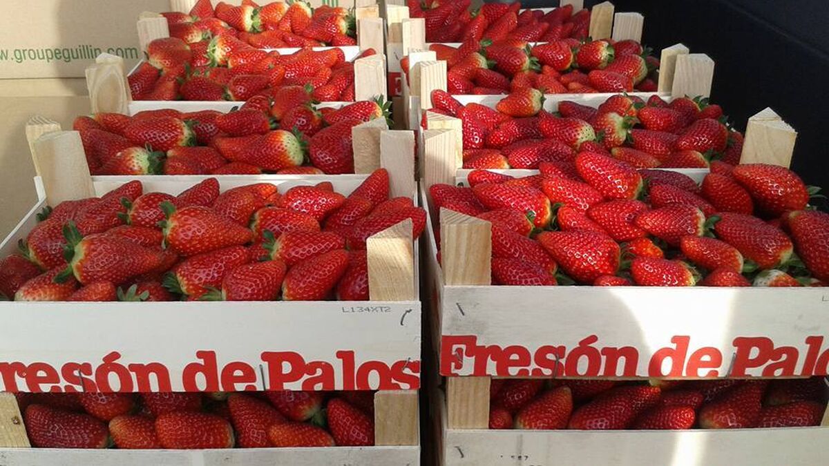 ¿Se trata de fresas y medio ambiente o de dinero y política de vía estrecha?