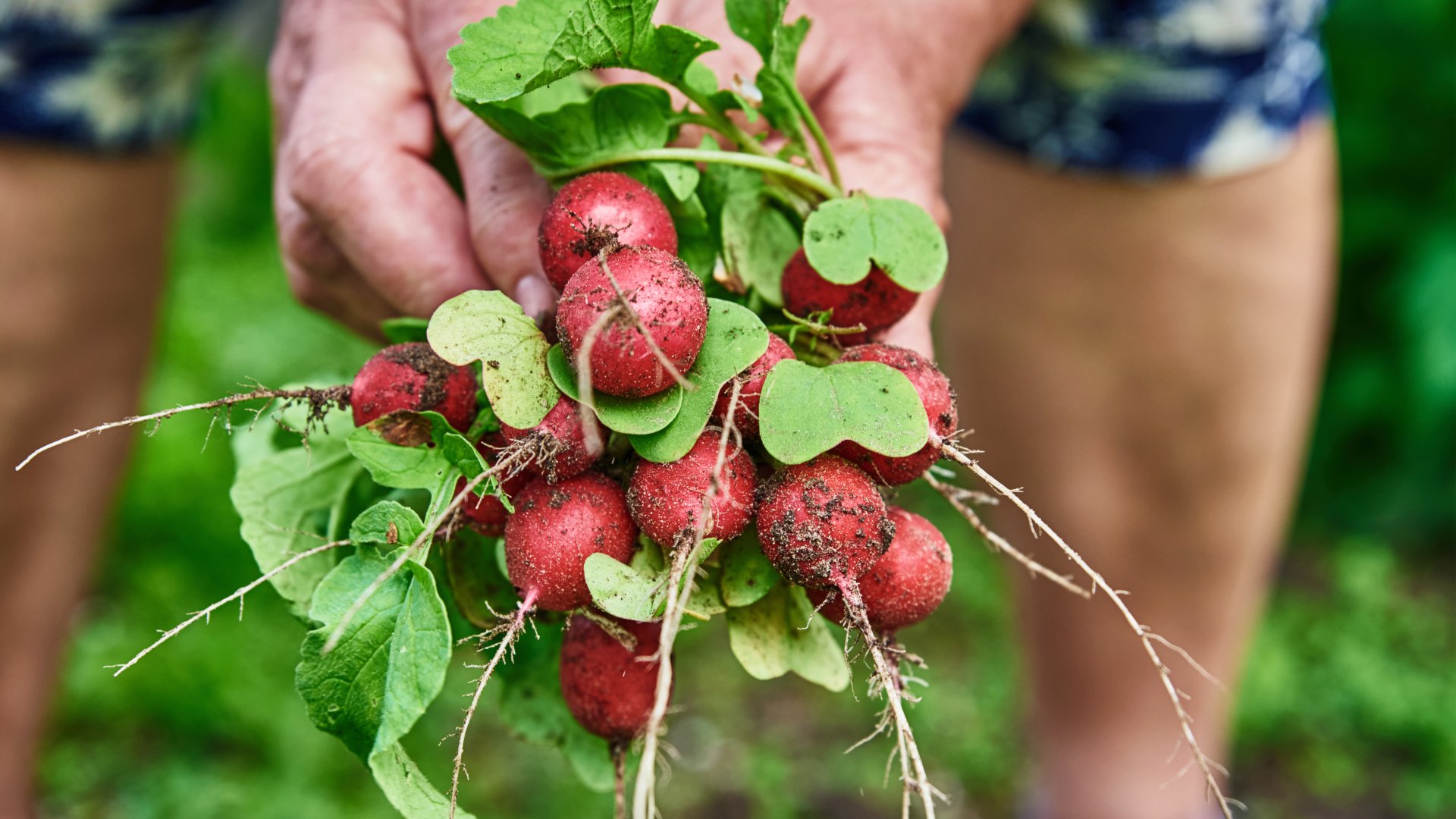 Cultivos para principiantes: cómo plantar rábanos