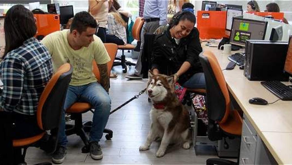 Gossos a les oficines?