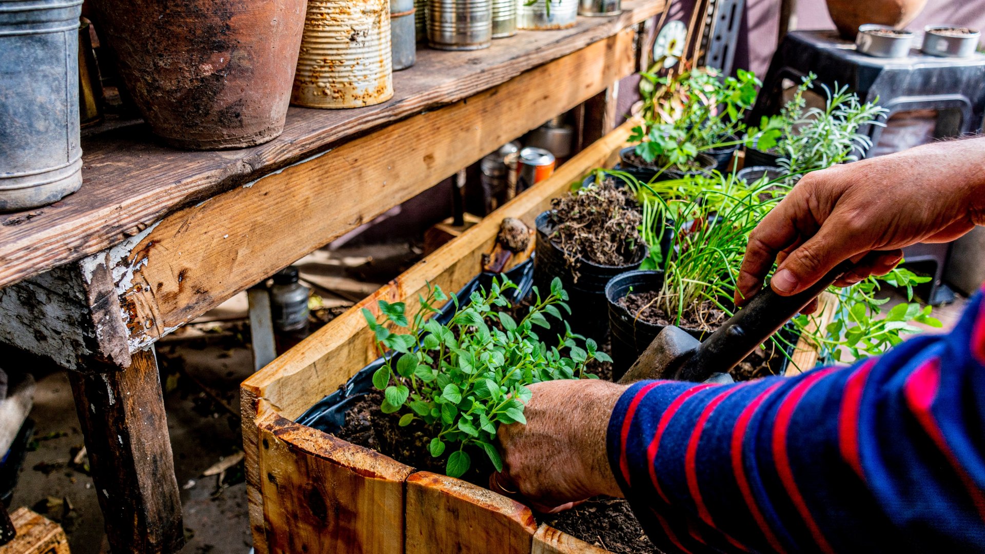 L'hort com a tractament natural de l'ansietat: les plantes que t'ajudaran a asserenar-te