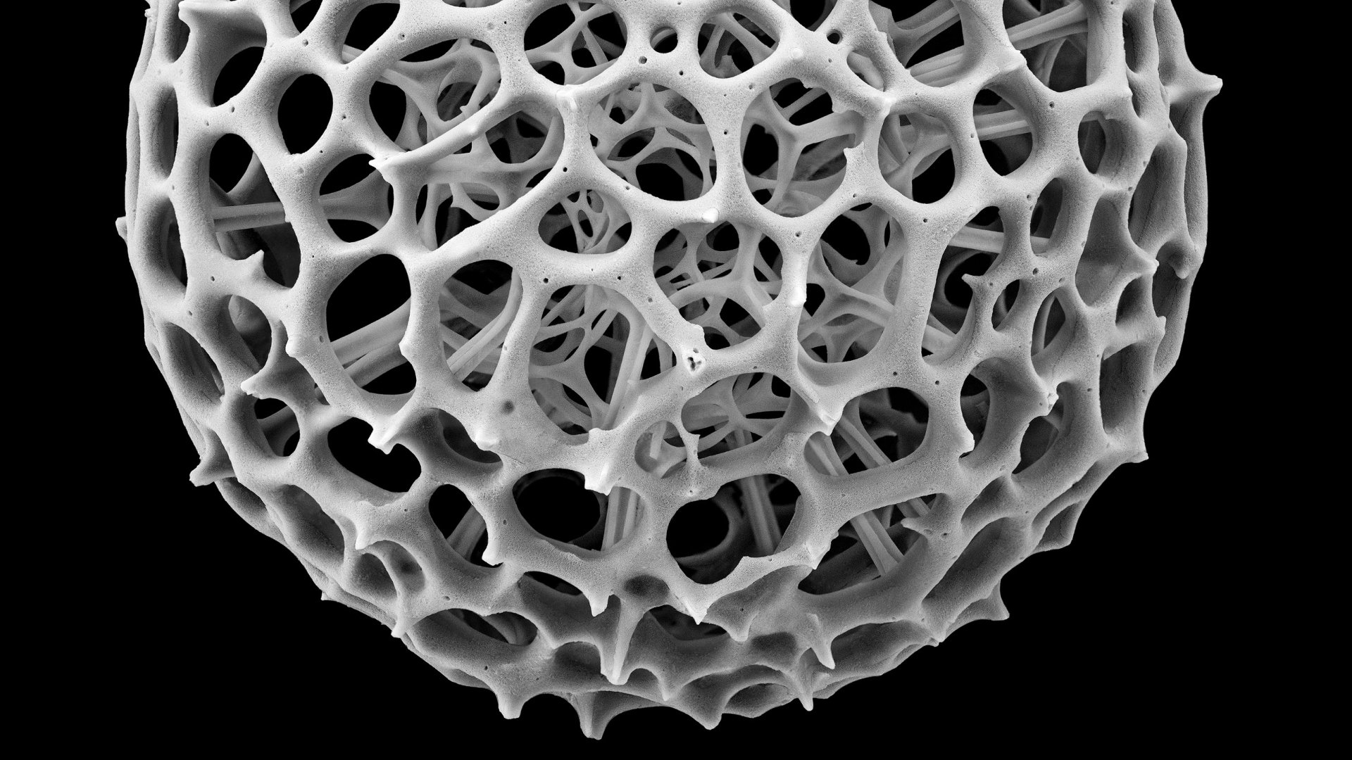 Descobreix universos microscòpics en l'exposició Nanocosmos al CosmoCaixa