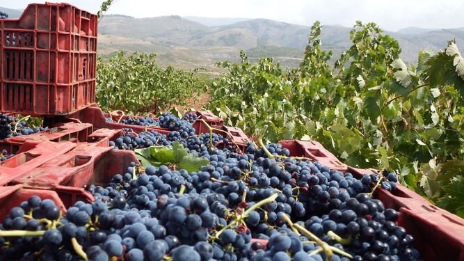La tecnología blockchain llega al vino