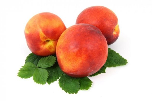 Nectarina Nectarina