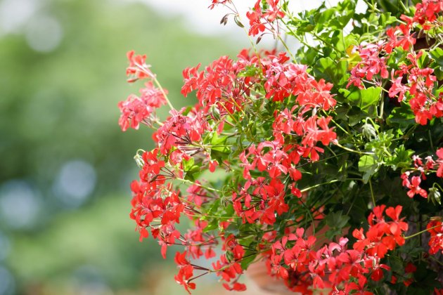 plantes repel·lents de vespes 2 plantes repel·lents de vespes 2