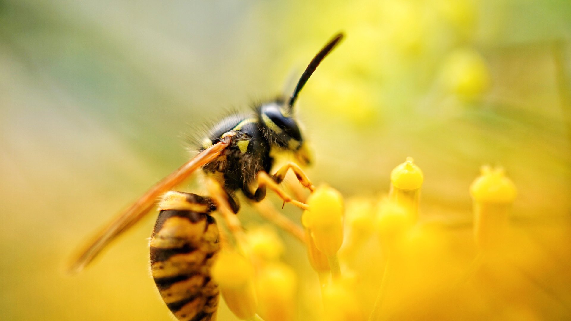 Les plantes repel·lents de vespes que t'estalviaran el dolor d'una picada