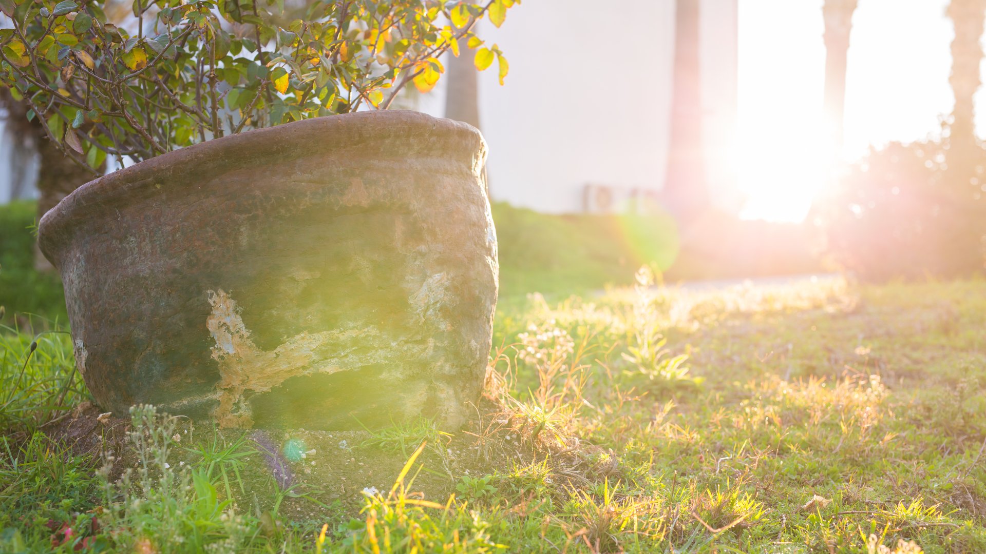 Las 4 plantas resistentes al sol más adecuadas para tu jardín o balcón